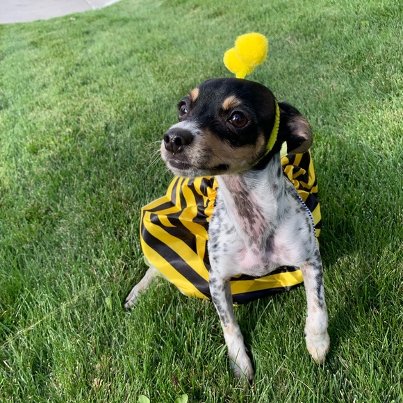 Meet your Posher, Rose - Picture 1 of 1